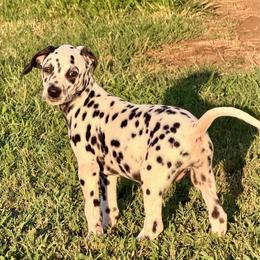 Roxie - White and black female Dalmatian puppy in Mt. Vernon, Texas from Double B
