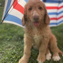 Henry - Apricot male Goldendoodle puppy in Stafford, Virginia from Morris Doodles Virginia