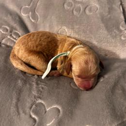 Light teal (name to come) - Cream female Goldendoodle puppy in Glen Daniel, West Virginia from Dani’s Doodles