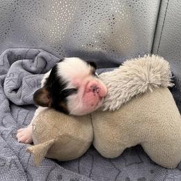 Smee - Black white and tan male English Toy Spaniel puppy in Pennsylvania from Enchanting Charlies