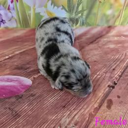 Dally - Blue merle female Australian Shepherd puppy in Lakeland, Florida from Diamond P Australian Shepherds