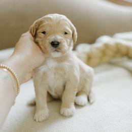 Cindy - Apricot female Goldendoodle puppy in Hiddenite, North Carolina from Rose and Reid Doodles