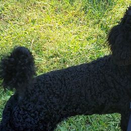 Poodles from Forever Southern Poodles