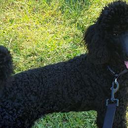 Poodles from Forever Southern Poodles