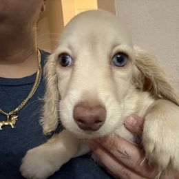 English Cream Female Blue eyes Ready now - Cream female Dachshund puppy in Cutler Bay, Florida from Dadecounty’s Dachshunds