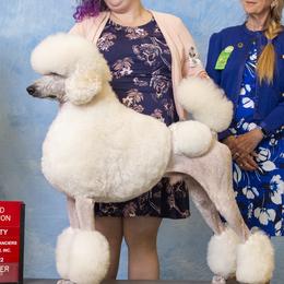 Poodles from Silver Lining Poodles