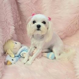 Kimber - White female Maltese puppy in Mercer, Pennsylvania from Stone Ridge Maltese