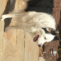 Atlas - Border Collie