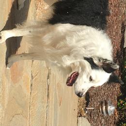 Atlas - Border Collie