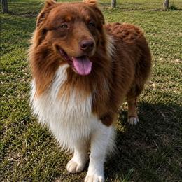 Australian Shepherd puppies from Work 'n' Ranch Aussies LLC