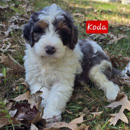 Koda - Blue merle male Bernedoodle puppy in Neillsville, Wisconsin from Granton Creek