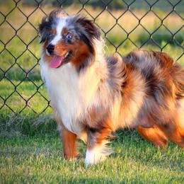Brittney - Toy Australian Shepherd