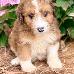River - Red merle male Aussiedoodle puppy in Eastman, Georgia from Dood B Ranch