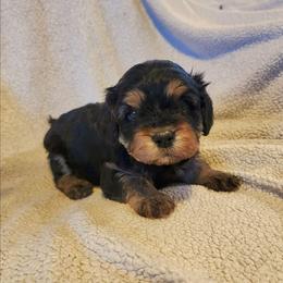 Girl 3 - Black and tan female Cavapoo puppy in Junction, Utah from City Creek Cavapoos