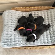 Kai Ken puppies from Kōri no Ken