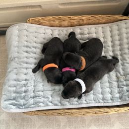 Kai Ken puppies from Kōri no Ken