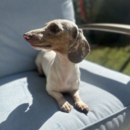 Bullseye - Dachshund