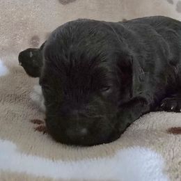 Snicker - Black male Cockapoo puppy in Calhoun, Georgia from Emerald J Doodles