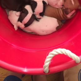 American Staffordshire Terrier Puppies from Ohana Amstaffs