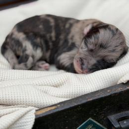 Kringle - Merle male Sheepadoodle puppy in Willacoochee, Georgia from Kitandkboodle's Doodles