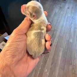 Lynn - Chocolate and white female Chihuahua puppy in Beaumont, Texas from Anastasia’s Tiny Pupps