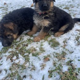German Shepherd Puppies from MK German Shepherds LLC