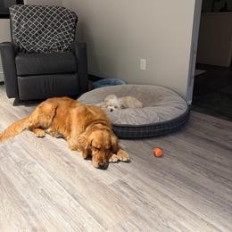 Nelly - Dark golden female Golden Retriever puppy in Great Falls, Montana from VS Golden Fields