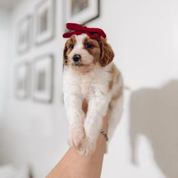 Sugar - Blenheim female Cavapoo puppy in Colcord, Oklahoma from Copper Lane Aussies, Doodles & Cavapoos
