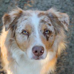 Ruby - Australian Shepherd