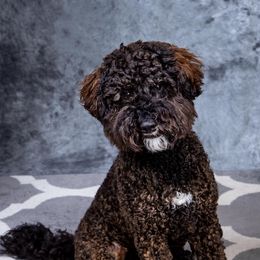 Pooh Bear - Australian Labradoodle