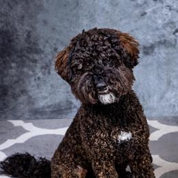 Pooh Bear - Australian Labradoodle