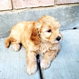 Goldendoodle Puppies from Puppy Vale