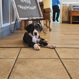 Great Dane Puppies from Pacific Blue's Danes