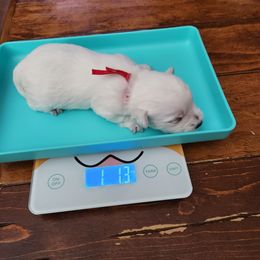 Red - White female West Highland White Terrier puppy in Vermilion, Ohio from Snowy Mountain West Highland White Terriers