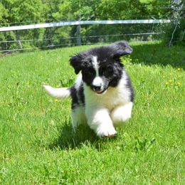 Newfoundland Puppies from Ebb Tide Kennels and Stables