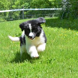 Newfoundland Puppies from Ebb Tide Kennels and Stables