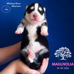 Magnolia - Black and white female Siberian Husky puppy in Sherwood, Oregon from Whiskey River Siberians