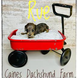 Rue - Dapple female Dachshund puppy in Cincinnati, Ohio from Caines Dachshund Farm