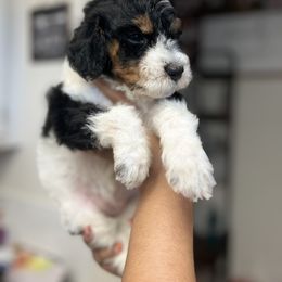 Aussiedoodle, Bernedoodle, Goldendoodle, and Poodle Puppies from Vallevistadoodles