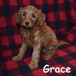 Grace - Red  female Goldendoodle puppy in Jasper, Indiana from Hilltop Pups LLC