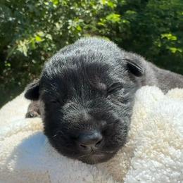 Aster - Bi-color male German Shepherd puppy in Salem, Virginia from Vom Kylohaus German Shepherds