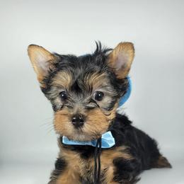 Green collar boy - Black and tan male Yorkshire Terrier puppy in Jacksonville, Florida from Yorkieology