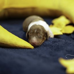 Boy 4 pie dapple - Piebald male Dachshund puppy in Bremen, Georgia from Jones Royal Kennels