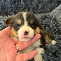 EP 4 - Black and tan male Pembroke Welsh Corgi puppy in Stockton, Iowa from Infinity Corgis