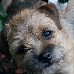 Border Terriers from Glenbarr Border Terriers