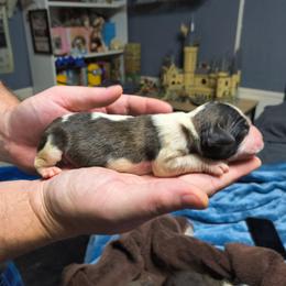 Girl 2 - Brown and white female Saint Bernard puppy in Clover, South Carolina from Sweetest Saints