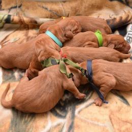 Vizsla Puppies from Summit Vizsla (we can deliver to you)