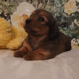 Dachshund Puppies from Spinks Puppies