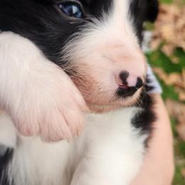 Boy 1 - White and gold male Border Collie puppy in Powder Springs, Georgia from Snowbird Border Collies