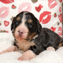 Robin - Tri-color female Bernedoodle puppy in Kilgore, Texas from Furry Tail Doodles